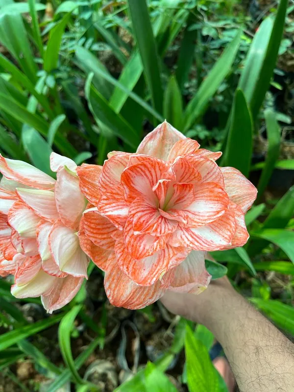 Amaryllis_Douche_varieties_double_light_orange