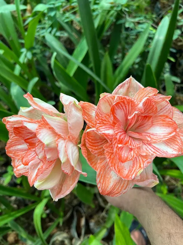 Amaryllis_Douche_varieties_double_light_orange