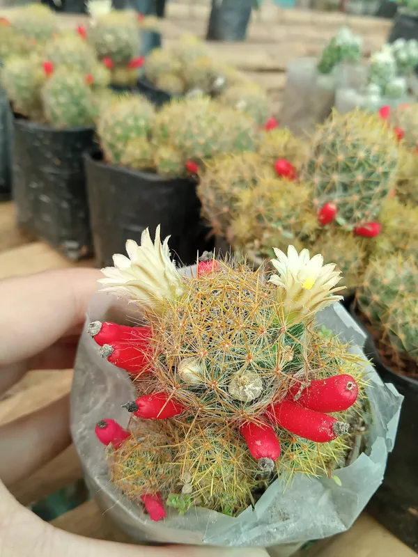 Mammillaria_Prolifera_Cactus_(4)