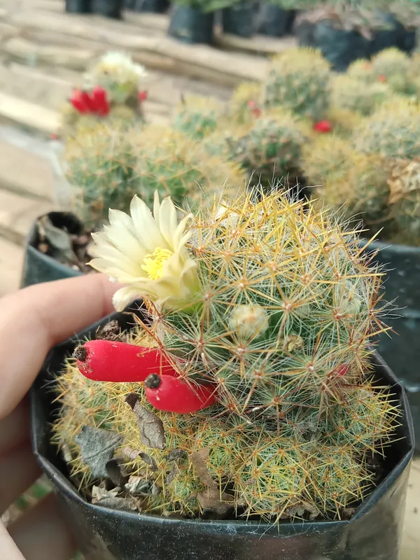 Mammillaria_Prolifera_Cactus_(4)