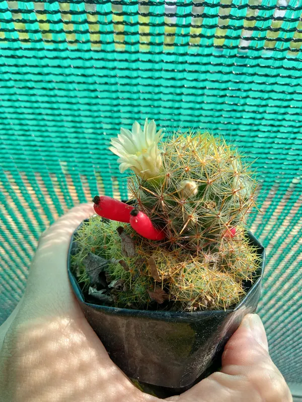 Mammillaria_Prolifera_Cactus_(4)