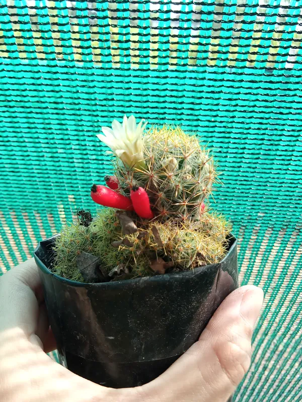 Mammillaria_Prolifera_Cactus_(4)