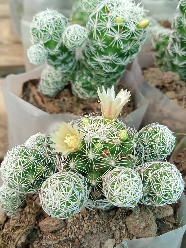 Thimble_Cactus,_Mammillaria_Vetula_–_Cactus_Plant(6)