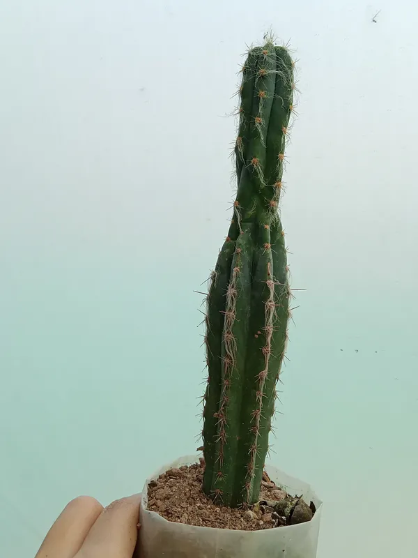 Old_man_cactus