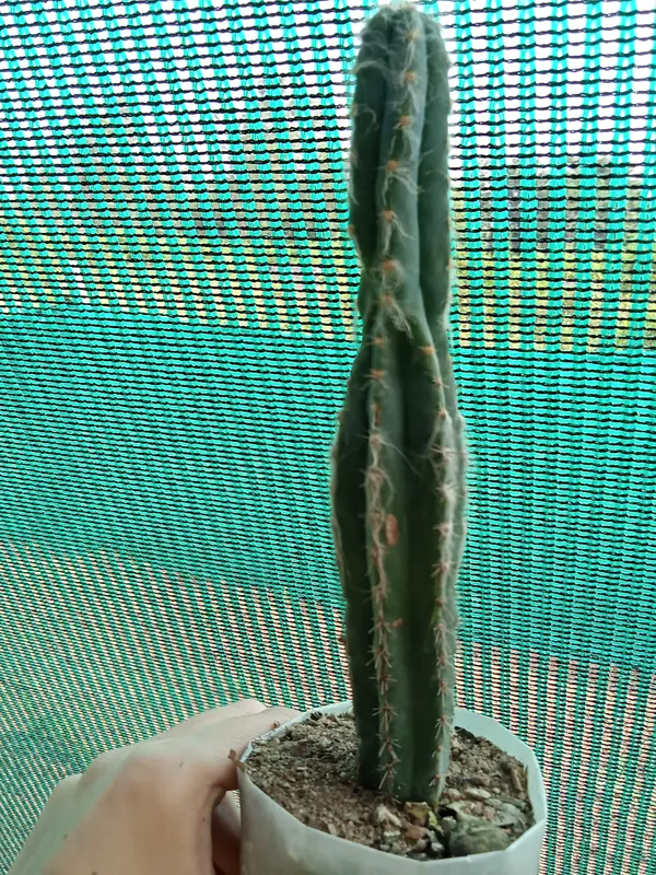 Old_man_cactus