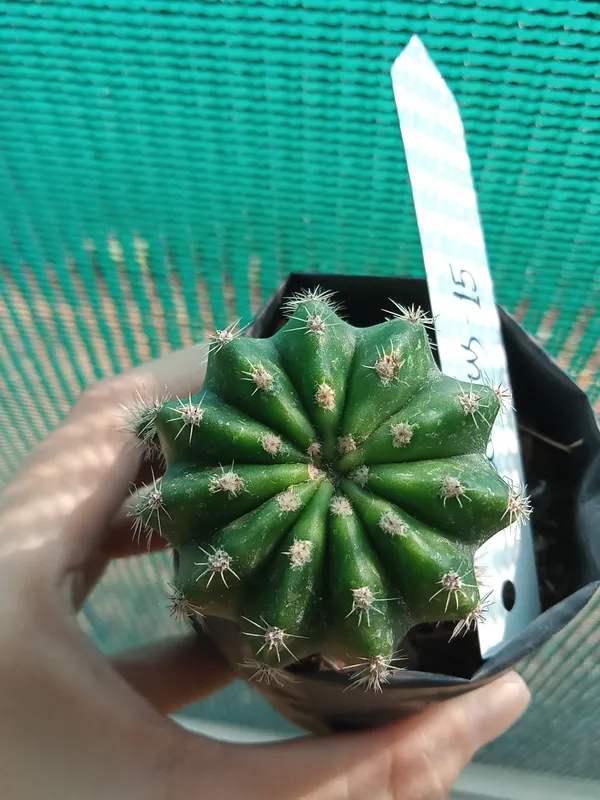 Echenopsis_cactus_(15)