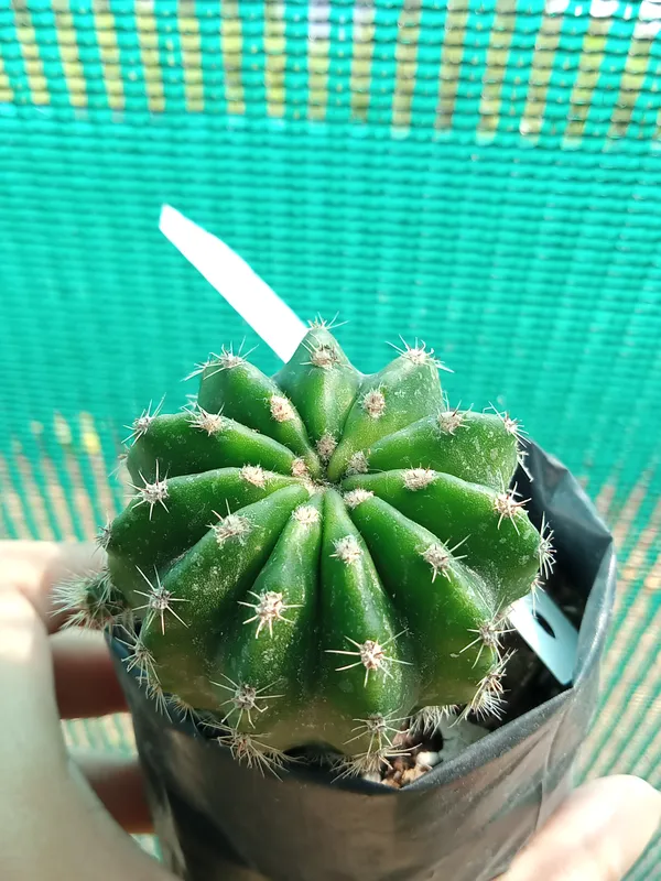 Echenopsis_cactus_(15)