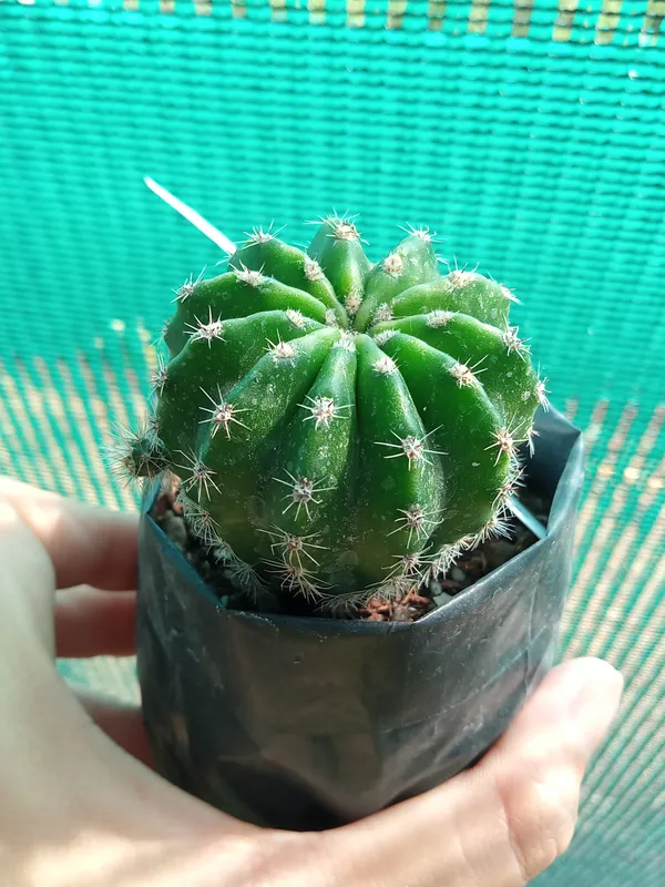 Echenopsis_cactus_(15)
