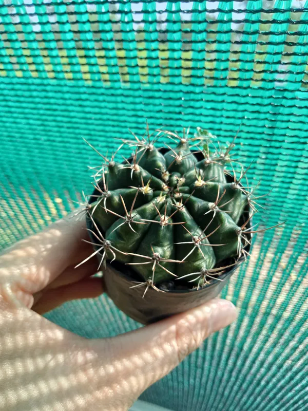 zymno_cactus_(12)