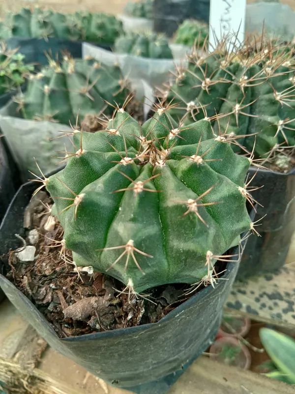 zymno_cactus_(12)