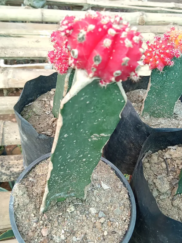 Moon_cactus_Red