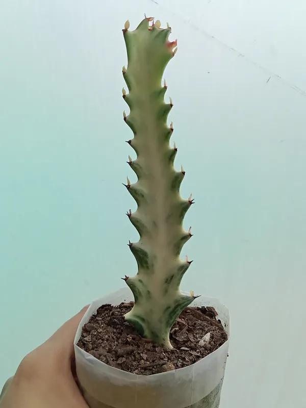 euphorbia_white_ghost_cactus