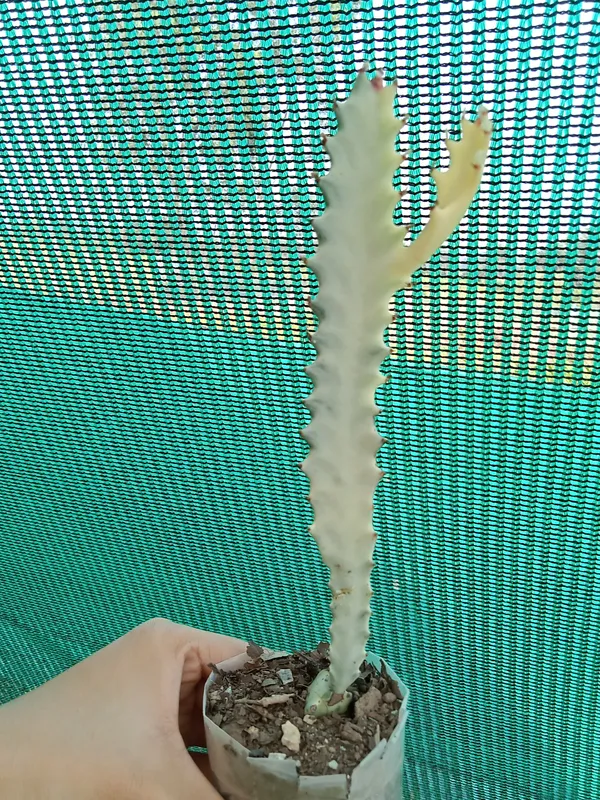 euphorbia_white_ghost_cactus