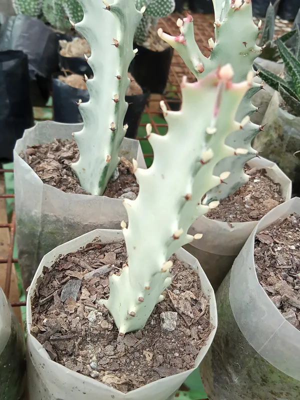 euphorbia_white_ghost_cactus