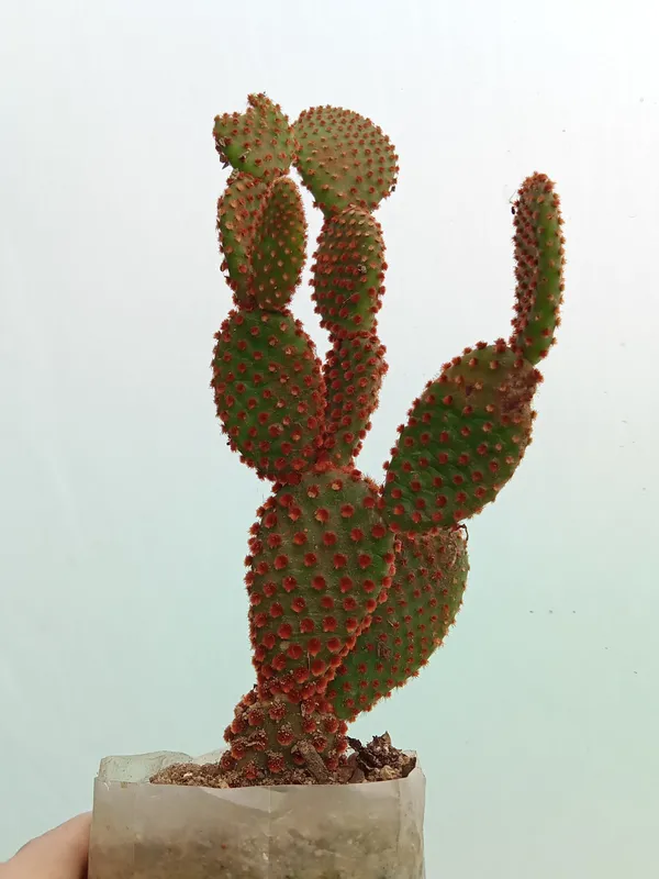 Bunny_Ears_Cactus_(3)