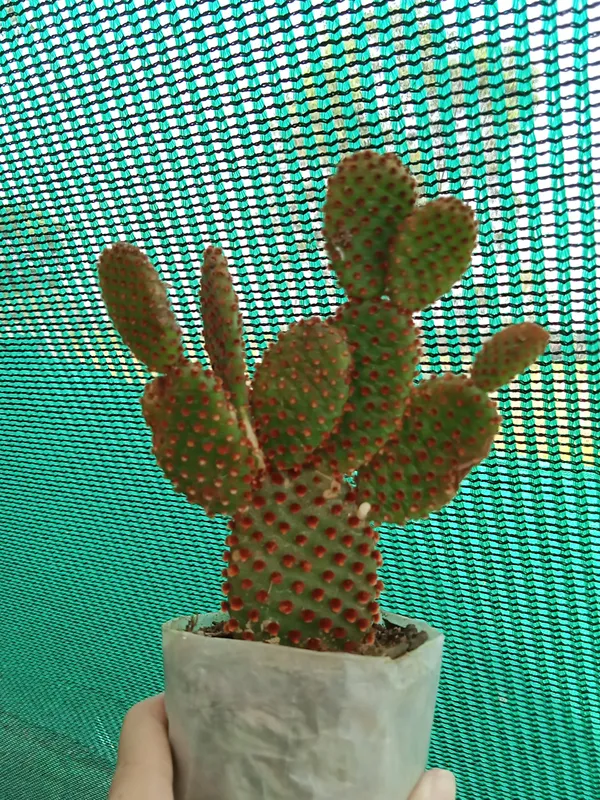 Bunny_Ears_Cactus_(3)