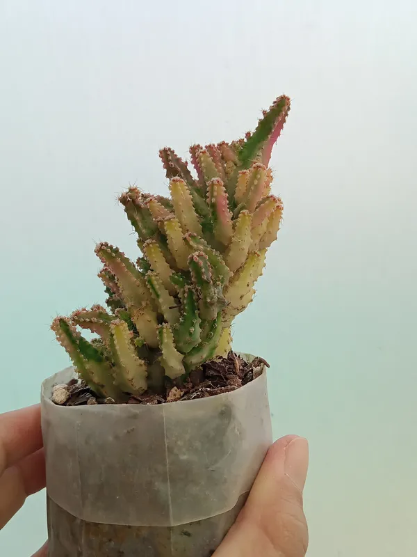 Fairy_castle_cactus_pink