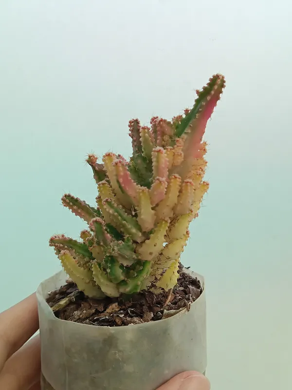 Fairy_castle_cactus_pink