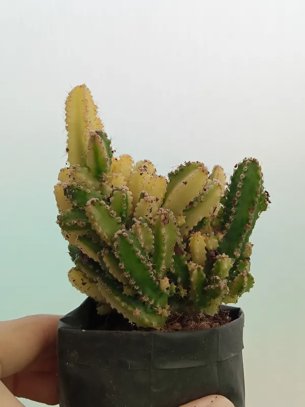 Fairy_castle_cactus_variegated