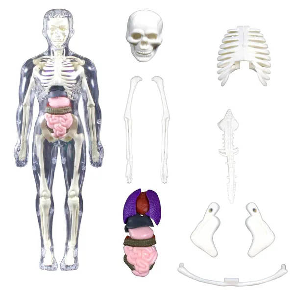 Transparent_Human_Body_Anatomy_3D_Model_with_29_Realistic_Detachable_Body_Parts_&_Bones_for_Kids_(Ages_8+),_DIY_Educational_Toy_for_Learning_Organs_System_&_Functions,_Easy_to_Assemble,_Ideal_for_Home_Learning_&_School_Projects
