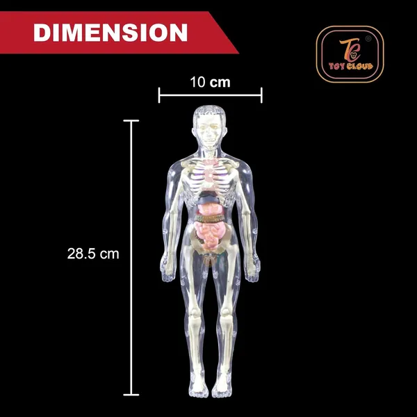 Transparent_Human_Body_Anatomy_3D_Model_with_29_Realistic_Detachable_Body_Parts_&_Bones_for_Kids_(Ages_8+),_DIY_Educational_Toy_for_Learning_Organs_System_&_Functions,_Easy_to_Assemble,_Ideal_for_Home_Learning_&_School_Projects