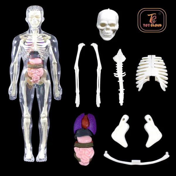 Transparent_Human_Body_Anatomy_3D_Model_with_29_Realistic_Detachable_Body_Parts_&_Bones_for_Kids_(Ages_8+),_DIY_Educational_Toy_for_Learning_Organs_System_&_Functions,_Easy_to_Assemble,_Ideal_for_Home_Learning_&_School_Projects