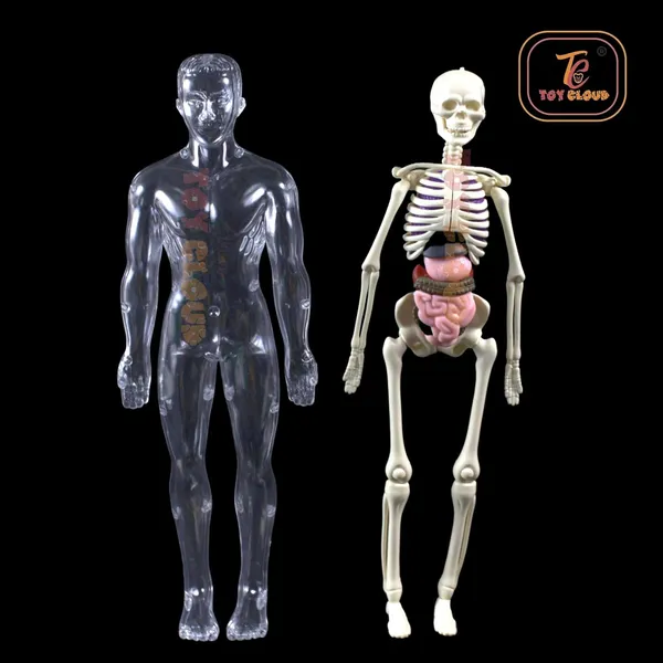 Transparent_Human_Body_Anatomy_3D_Model_with_29_Realistic_Detachable_Body_Parts_&_Bones_for_Kids_(Ages_8+),_DIY_Educational_Toy_for_Learning_Organs_System_&_Functions,_Easy_to_Assemble,_Ideal_for_Home_Learning_&_School_Projects