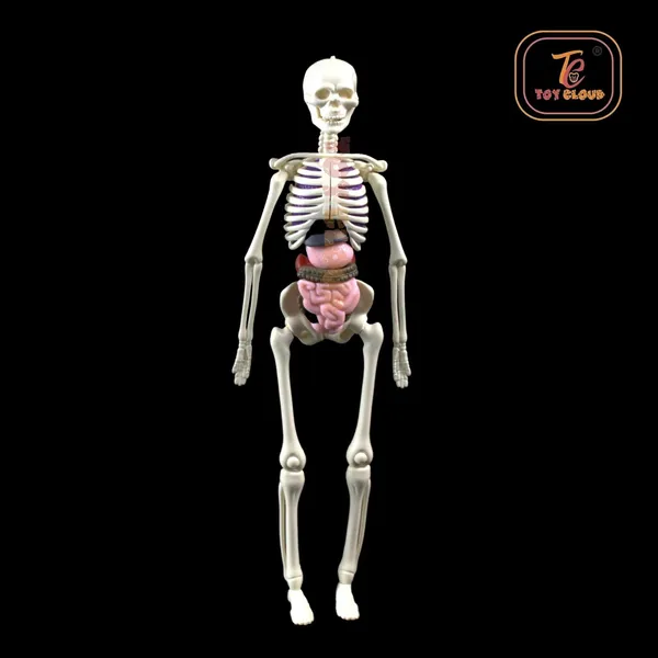 Transparent_Human_Body_Anatomy_3D_Model_with_29_Realistic_Detachable_Body_Parts_&_Bones_for_Kids_(Ages_8+),_DIY_Educational_Toy_for_Learning_Organs_System_&_Functions,_Easy_to_Assemble,_Ideal_for_Home_Learning_&_School_Projects
