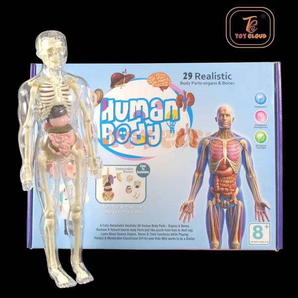 Transparent_Human_Body_Anatomy_3D_Model_with_29_Realistic_Detachable_Body_Parts_&_Bones_for_Kids_(Ages_8+),_DIY_Educational_Toy_for_Learning_Organs_System_&_Functions,_Easy_to_Assemble,_Ideal_for_Home_Learning_&_School_Projects