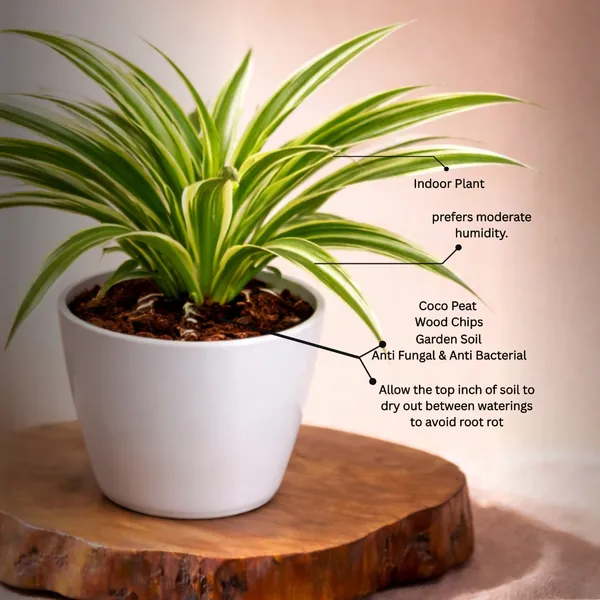 Spider_Plant_with_Pot_|_Lucky_Vastu_&_Positive_Energy_Plant_|_Improves_Career_&_Business_Success|_Air_Purifying_Indoor_Plant_|_Minimalist_Style_for_Home,_Office_and_Gifting