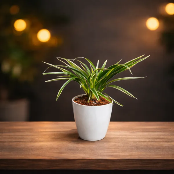 Spider_Plant_with_Pot_|_Lucky_Vastu_&_Positive_Energy_Plant_|_Improves_Career_&_Business_Success|_Air_Purifying_Indoor_Plant_|_Minimalist_Style_for_Home,_Office_and_Gifting