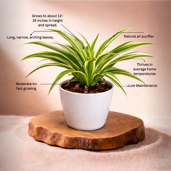 Spider_Plant_with_Pot_|_Lucky_Vastu_&_Positive_Energy_Plant_|_Improves_Career_&_Business_Success|_Air_Purifying_Indoor_Plant_|_Minimalist_Style_for_Home,_Office_and_Gifting