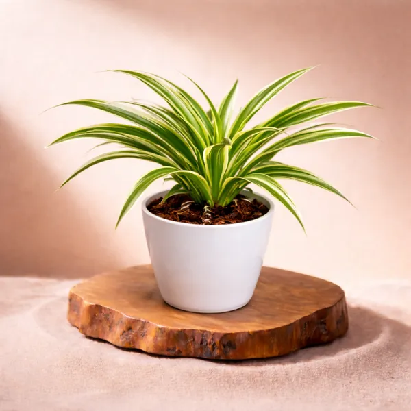 Spider_Plant_with_Pot_|_Lucky_Vastu_&_Positive_Energy_Plant_|_Improves_Career_&_Business_Success|_Air_Purifying_Indoor_Plant_|_Minimalist_Style_for_Home,_Office_and_Gifting
