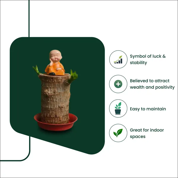 Brazilian_Lucky_Wood_Plant_Live_Indoor_with_Pot_|Lucky_Wood_Plant_|Lucky_Vastu_Plant_for_Home_&_Office_|Office_Desk_Water_Plant_|_Low_Maintenance_Air_Purifying_Plant_|_Modern_Minimalist_Home_D�cor|_Gift_for_Housewarming_&_Corporate|Large_Indoor_Houseplants|_Buy_Monstera_Plant_Online