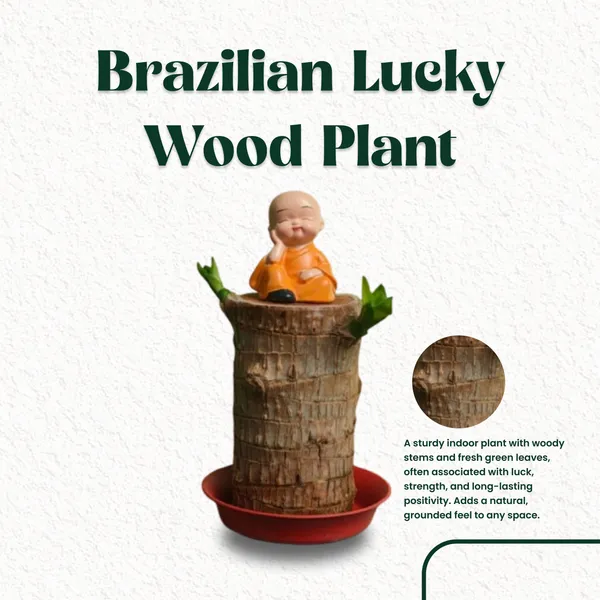 Brazilian_Lucky_Wood_Plant_Live_Indoor_with_Pot_|Lucky_Wood_Plant_|Lucky_Vastu_Plant_for_Home_&_Office_|Office_Desk_Water_Plant_|_Low_Maintenance_Air_Purifying_Plant_|_Modern_Minimalist_Home_D�cor|_Gift_for_Housewarming_&_Corporate|Large_Indoor_Houseplants|_Buy_Monstera_Plant_Online