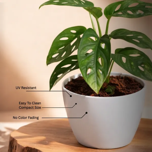 Broken_Heart_Plant_with_Pot_|_Minimalist_D�cor,_Vastu-Friendly_&_Air-Purifying_Indoor_Plant_for_Home,_Office_&_Luxury_Gifting_|_Ideal_for_modern_interiors|_Air_Purifying_Feng_Shui_Plant_|Heart-Shaped_Leaf_Plant