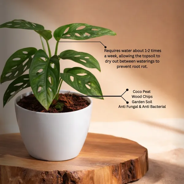 Broken_Heart_Plant_with_Pot_|_Minimalist_D�cor,_Vastu-Friendly_&_Air-Purifying_Indoor_Plant_for_Home,_Office_&_Luxury_Gifting_|_Ideal_for_modern_interiors|_Air_Purifying_Feng_Shui_Plant_|Heart-Shaped_Leaf_Plant