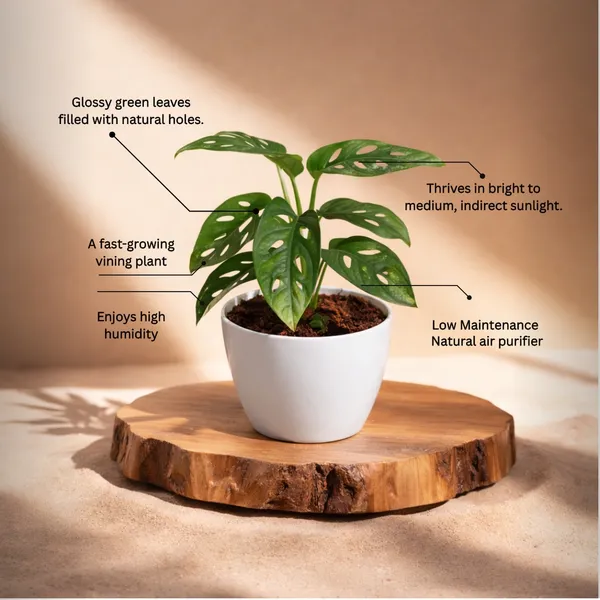 Broken_Heart_Plant_with_Pot_|_Minimalist_D�cor,_Vastu-Friendly_&_Air-Purifying_Indoor_Plant_for_Home,_Office_&_Luxury_Gifting_|_Ideal_for_modern_interiors|_Air_Purifying_Feng_Shui_Plant_|Heart-Shaped_Leaf_Plant