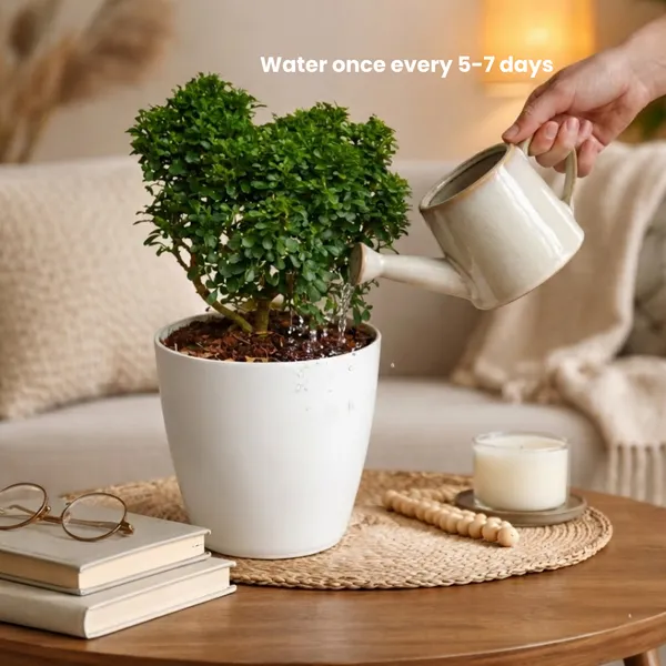 Table_Kamini_Plant_with_Pot_|_Lucky_Vastu_&_Positive_Energy_Plant_|Air_Purifying_Indoor_Plant_|_Minimalist_Style_for_Home,_Office_and_Gifting|_Table_Kamini_|_Miniature_Kamini_|Bonsai_Plant