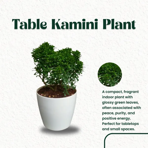 Table_Kamini_Plant_with_Pot_|_Lucky_Vastu_&_Positive_Energy_Plant_|Air_Purifying_Indoor_Plant_|_Minimalist_Style_for_Home,_Office_and_Gifting|_Table_Kamini_|_Miniature_Kamini_|Bonsai_Plant