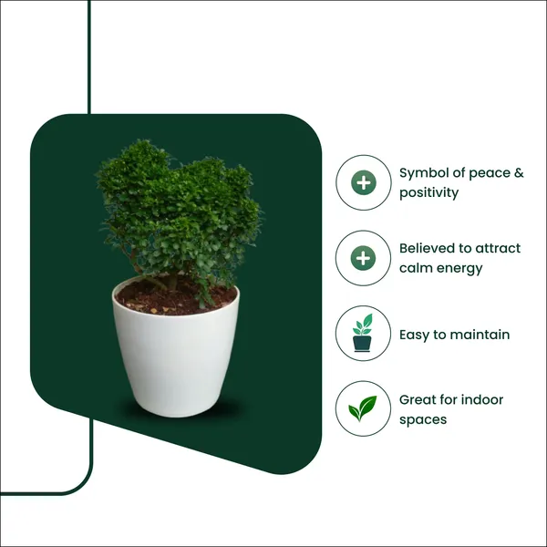 Table_Kamini_Plant_with_Pot_|_Lucky_Vastu_&_Positive_Energy_Plant_|Air_Purifying_Indoor_Plant_|_Minimalist_Style_for_Home,_Office_and_Gifting|_Table_Kamini_|_Miniature_Kamini_|Bonsai_Plant