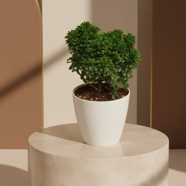 Table_Kamini_Plant_with_Pot_|_Lucky_Vastu_&_Positive_Energy_Plant_|Air_Purifying_Indoor_Plant_|_Minimalist_Style_for_Home,_Office_and_Gifting|_Table_Kamini_|_Miniature_Kamini_|Bonsai_Plant