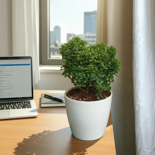 Table_Kamini_Plant_with_Pot_|_Lucky_Vastu_&_Positive_Energy_Plant_|Air_Purifying_Indoor_Plant_|_Minimalist_Style_for_Home,_Office_and_Gifting|_Table_Kamini_|_Miniature_Kamini_|Bonsai_Plant