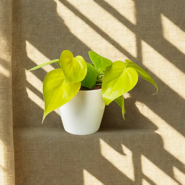 Oxicardinal_Neon_Money_Plant_with_Pot_|_Neon_Money_Plant_|_Prosperity_Plant|_Lucky_Vastu_&_Positive_Energy_Plant_|Air_Purifying_Indoor_Plant_|_Minimalist_Style_for_Home,_Office_and_Gifting_|_Money_Plant