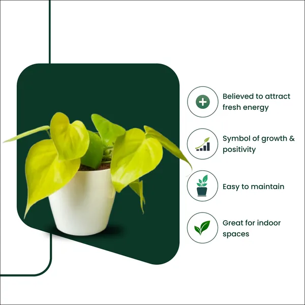 Oxicardinal_Neon_Money_Plant_with_Pot_|_Neon_Money_Plant_|_Prosperity_Plant|_Lucky_Vastu_&_Positive_Energy_Plant_|Air_Purifying_Indoor_Plant_|_Minimalist_Style_for_Home,_Office_and_Gifting_|_Money_Plant