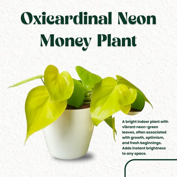 Oxicardinal_Neon_Money_Plant_with_Pot_|_Neon_Money_Plant_|_Prosperity_Plant|_Lucky_Vastu_&_Positive_Energy_Plant_|Air_Purifying_Indoor_Plant_|_Minimalist_Style_for_Home,_Office_and_Gifting_|_Money_Plant