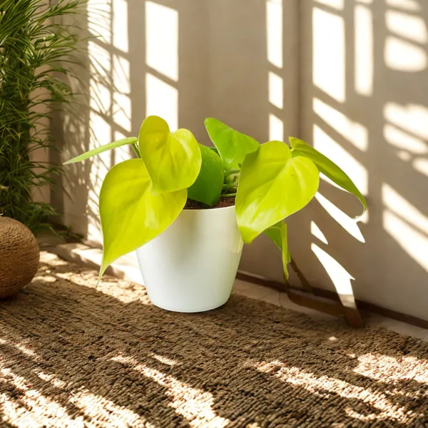 Oxicardinal_Neon_Money_Plant_with_Pot_|_Neon_Money_Plant_|_Prosperity_Plant|_Lucky_Vastu_&_Positive_Energy_Plant_|Air_Purifying_Indoor_Plant_|_Minimalist_Style_for_Home,_Office_and_Gifting_|_Money_Plant