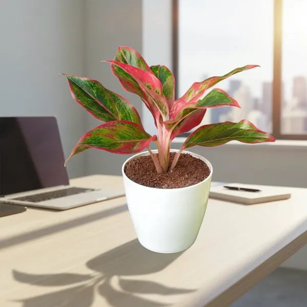 Lipstick_Aglaonema_Plant_with_Pot_|Lucky_Vastu_&_Positive_Energy_Plant|Air_Purifying_Indoor_Plant|_Minimalist_Style_for_Home_&_Office|_Lipstick_Plant_|_Colorful_Foliage_Plant_|_Easy_Care_Indoor_Plant