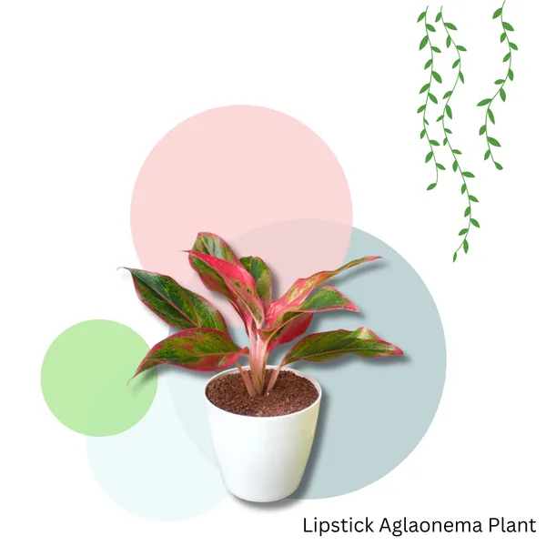 Lipstick_Aglaonema_Plant_with_Pot_|Lucky_Vastu_&_Positive_Energy_Plant|Air_Purifying_Indoor_Plant|_Minimalist_Style_for_Home_&_Office|_Lipstick_Plant_|_Colorful_Foliage_Plant_|_Easy_Care_Indoor_Plant