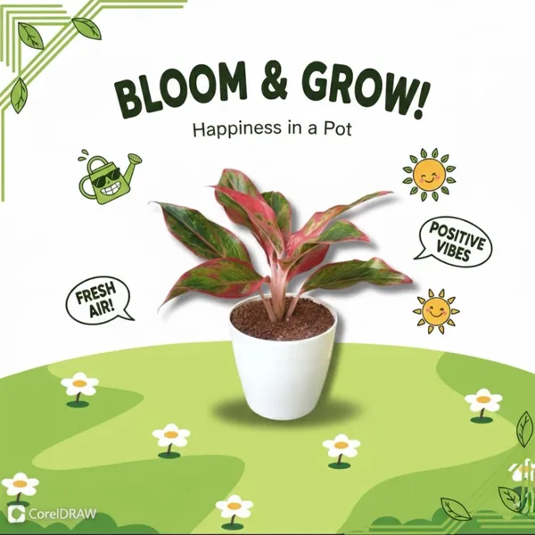 Lipstick_Aglaonema_Plant_with_Pot_|Lucky_Vastu_&_Positive_Energy_Plant|Air_Purifying_Indoor_Plant|_Minimalist_Style_for_Home_&_Office|_Lipstick_Plant_|_Colorful_Foliage_Plant_|_Easy_Care_Indoor_Plant